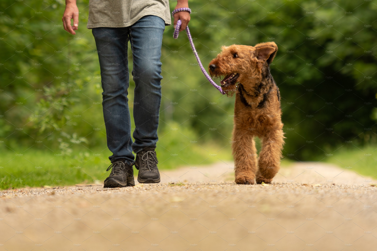 person mit jeans geht mit seinem braunen hund mit lila leine spazieren