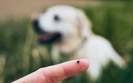 person mit zecke am finger vor weißem labradorhund