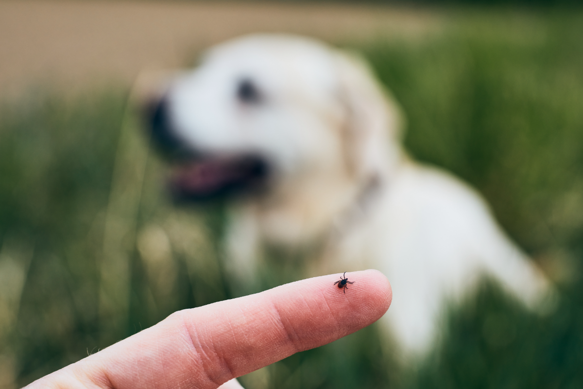 person mit zecke am finger vor weißem labradorhund