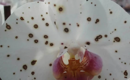 phalaenopsis botrytis