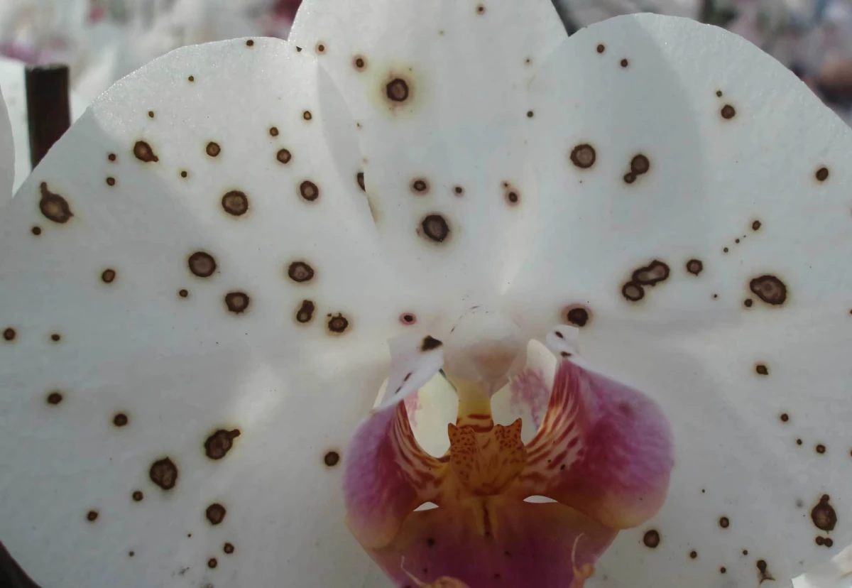 phalaenopsis botrytis
