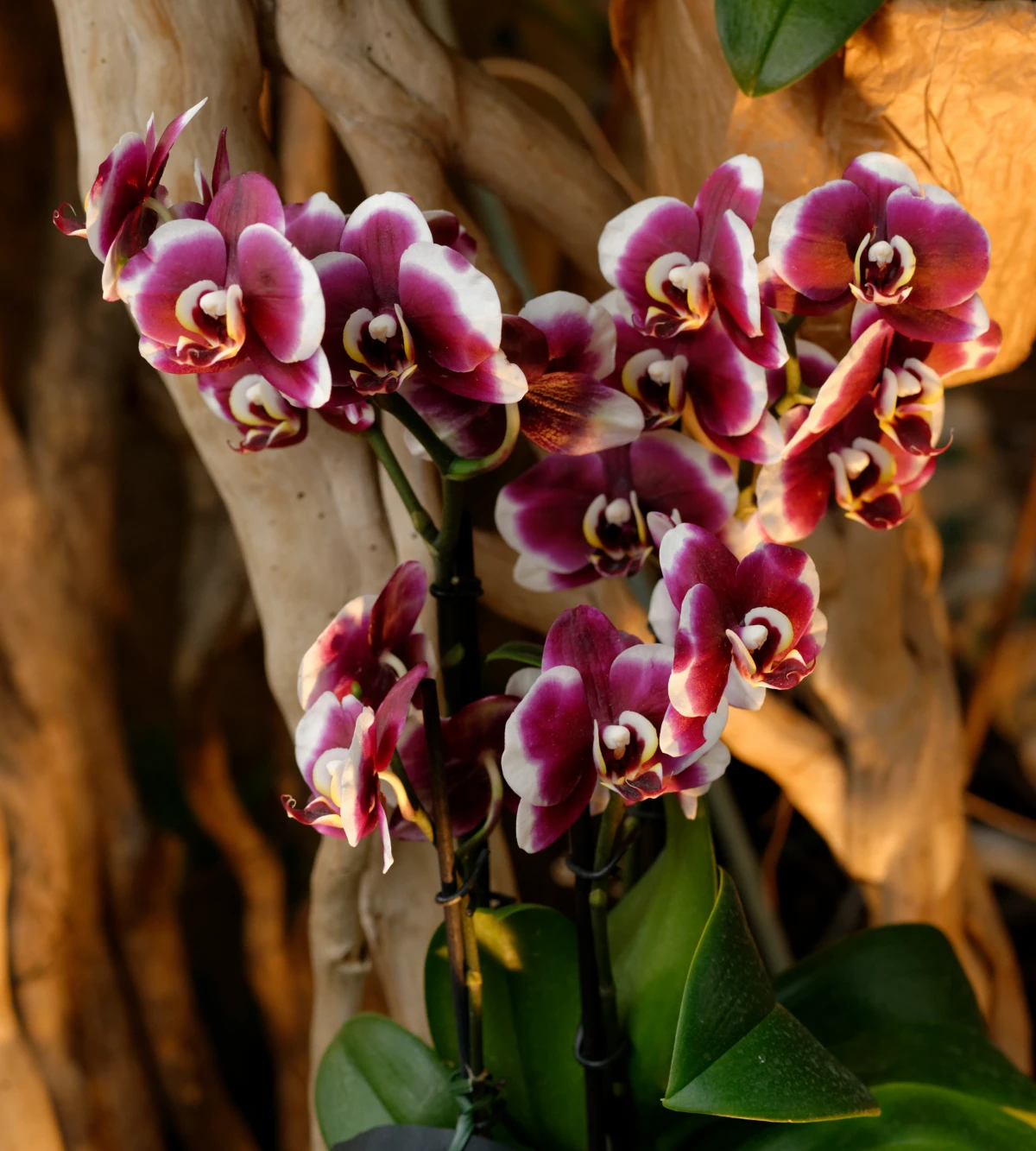 phalaenopsis orchidee gesund