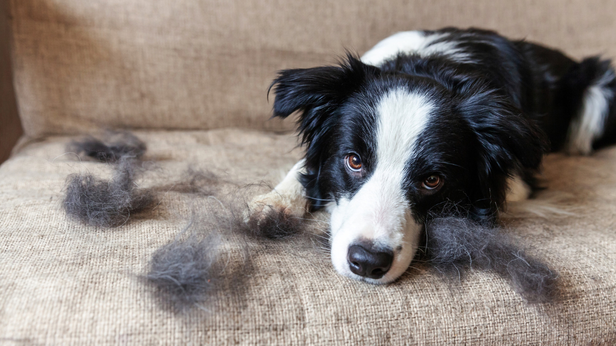 schwarzer und weißer hund auf beigem sofa liegend mit tierhaaren darauf