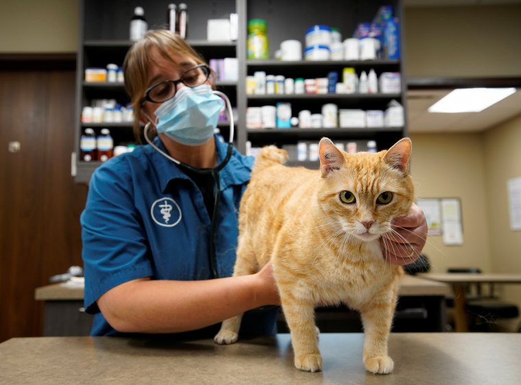 dr. liz ruelle examines a cat at the wild rose cat clinic in calgary