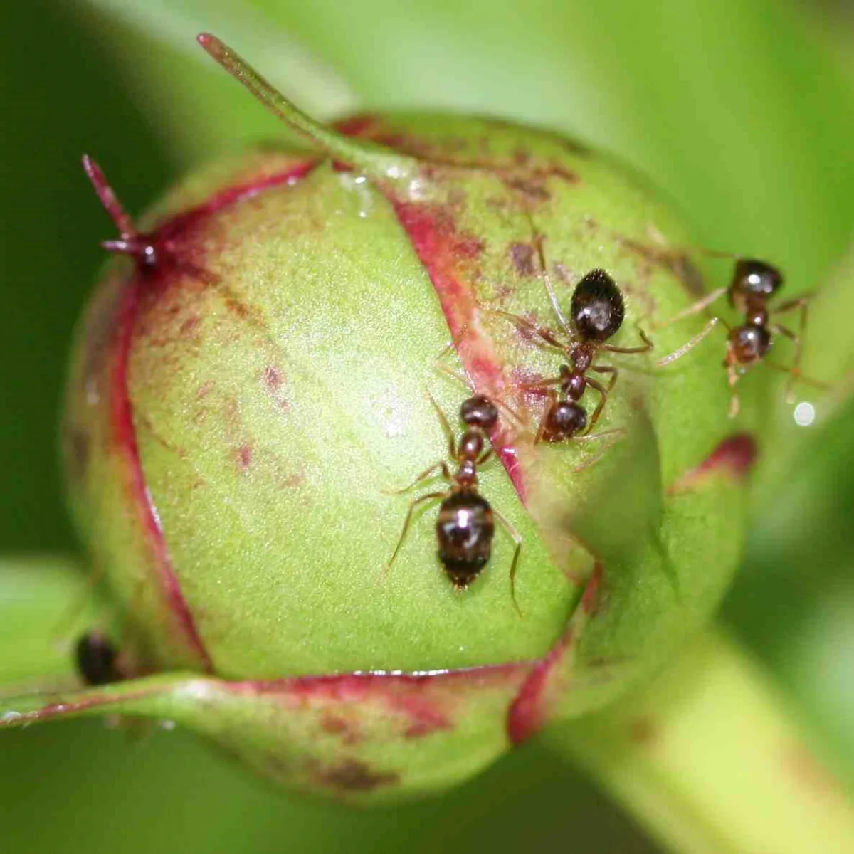 ameisen befallen pfingstrosen schädlinge pflanze vernichten