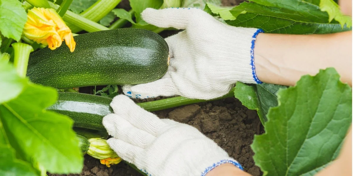 anbau tipps fuer wann zucchini pflanzen in 2023