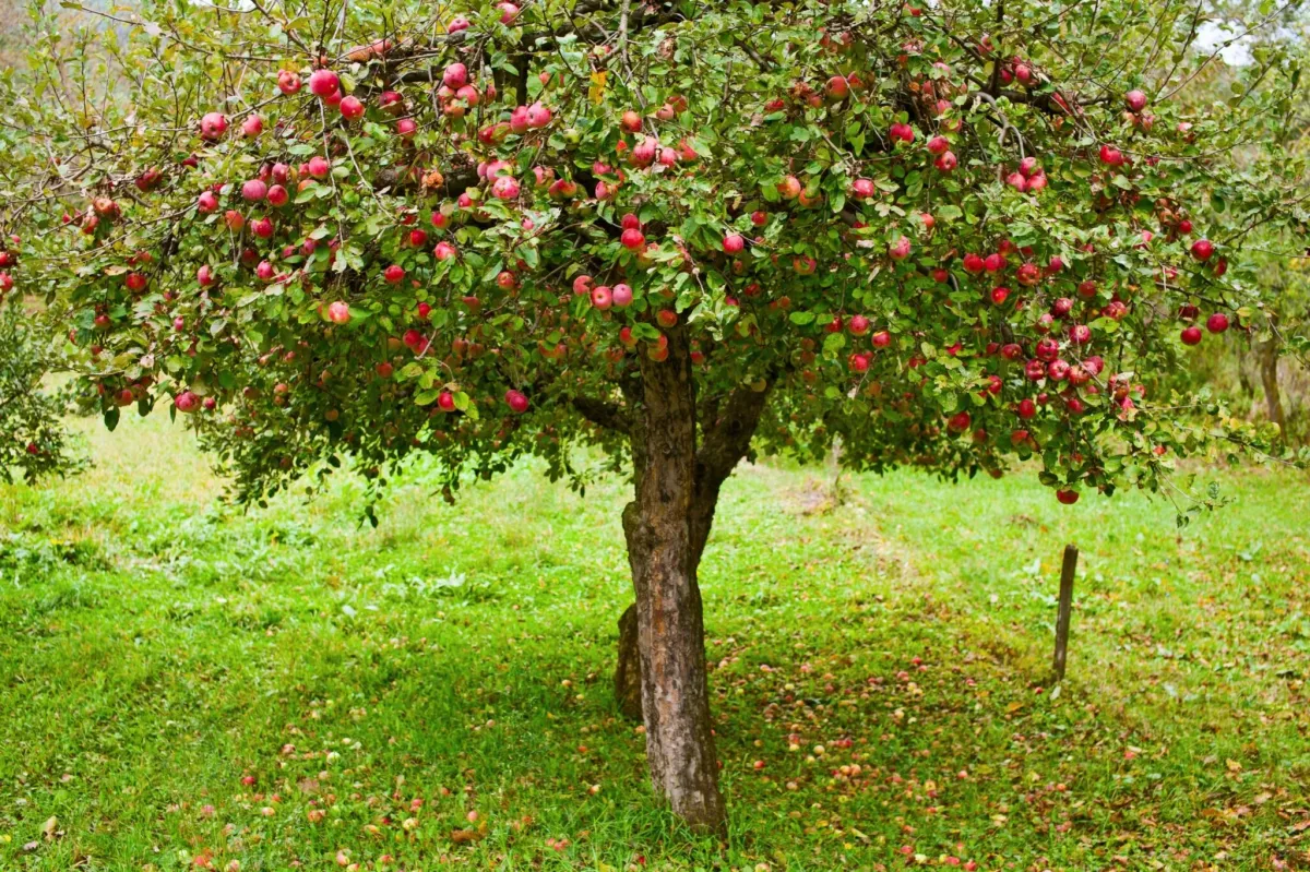 apfelbaum richtig einpflanzen und pflegen früchte