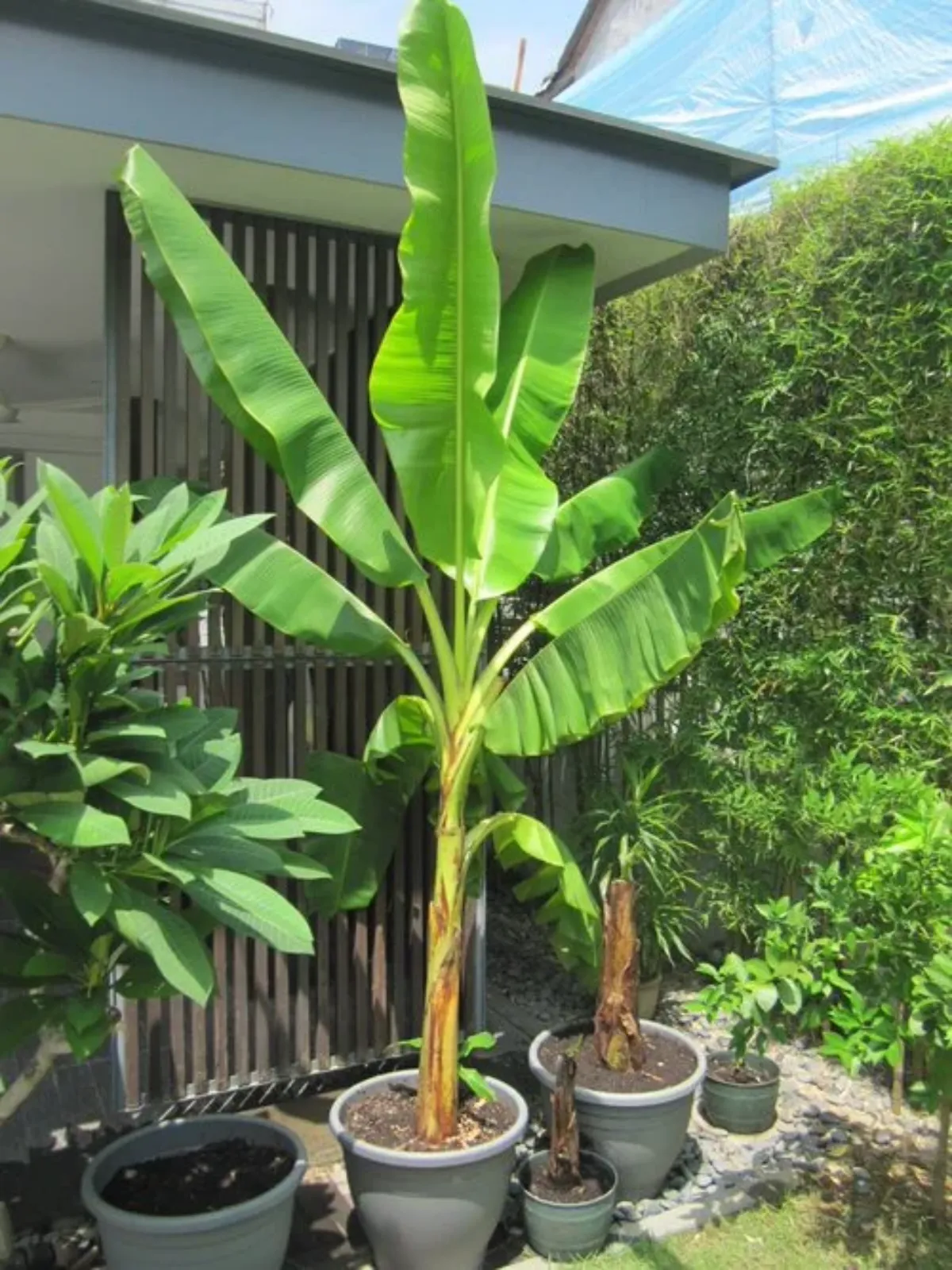 banane im garten anbauen im blumentopf sonniger platz