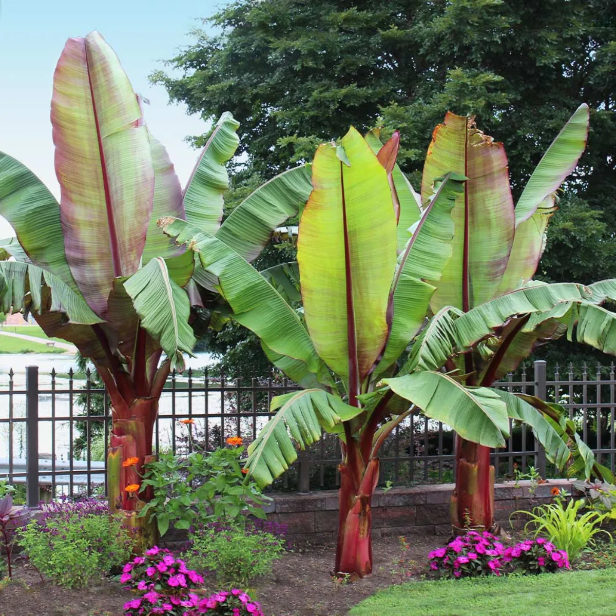 banane in erde einpflanzen dschungelatmosphäre im eigenen garten