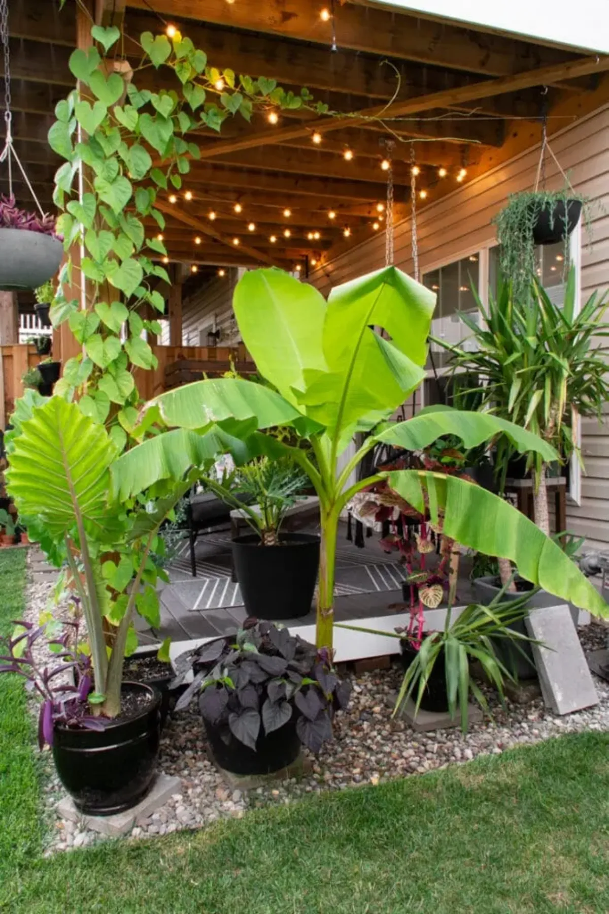 banane richtig pflegen im garten in erde anbauen