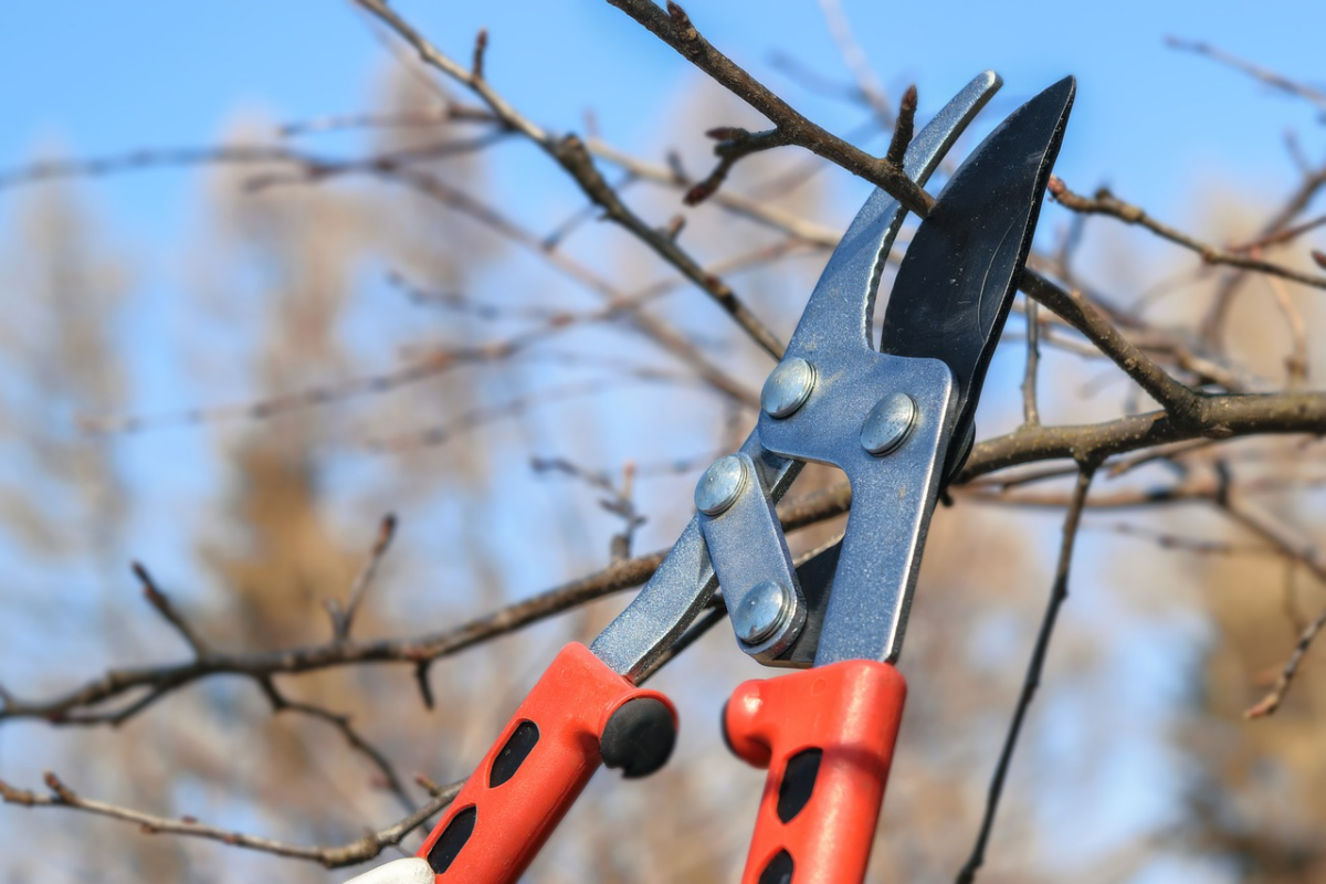 baum schneiden obstbaum pflege tipps gartenzange