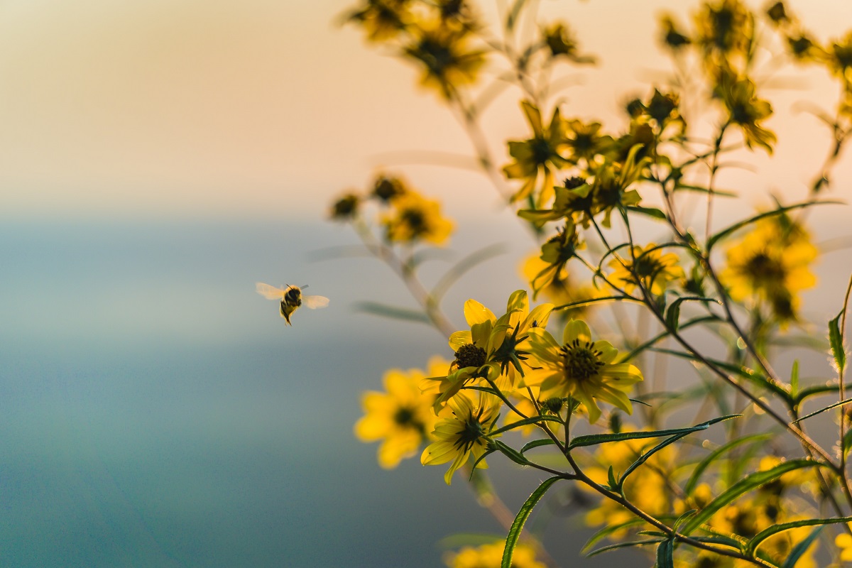 bienen helfen im fruehjahr tipps fuer hobbygaertner