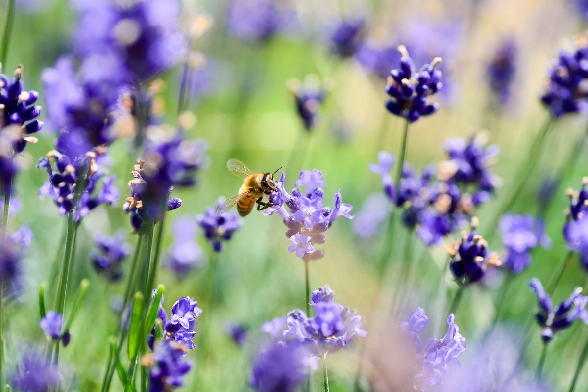 bienenweide saeen lavendel blueten biene