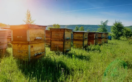 bienenweide schneiden schritt fuer schritt