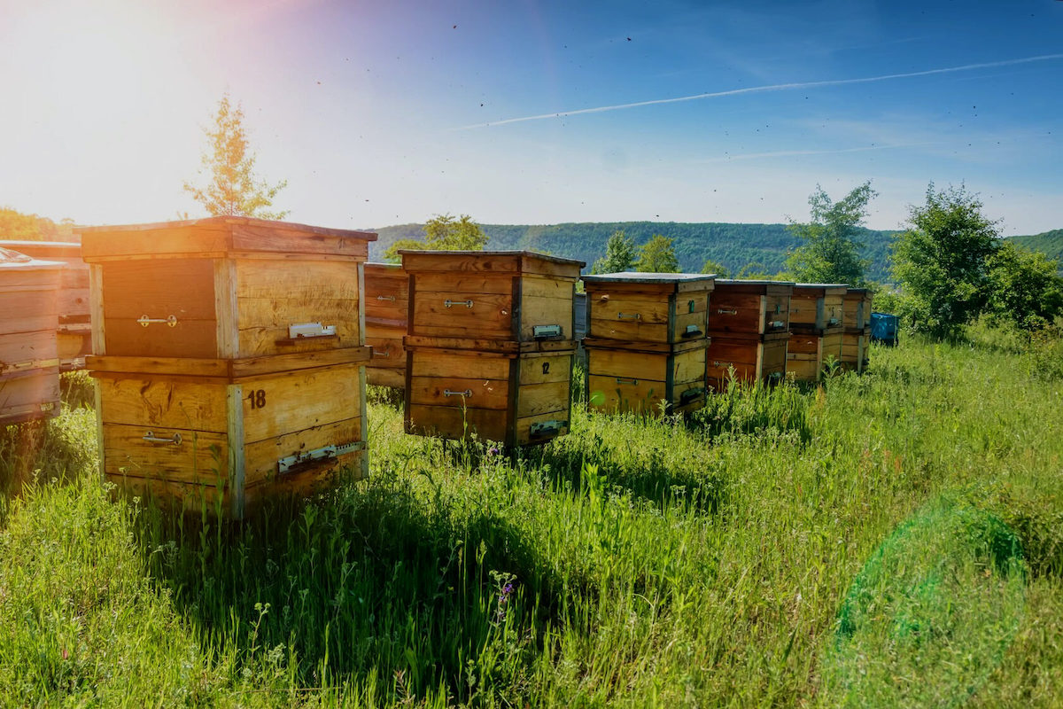 bienenweide schneiden wie geht es