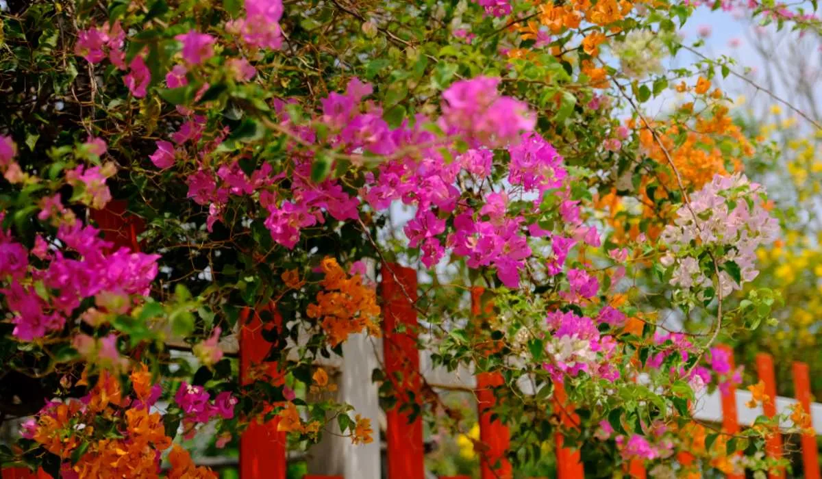 bougainvillea blüht nicht kletterpflanze für zaun violette weiße blüten