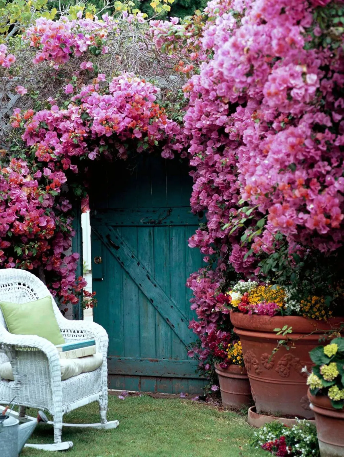 bougainvillea blüht nicht kletterpflanze im garten im blumenkorb einpflanzen