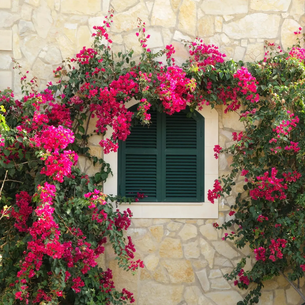 bougainvillea blüht nicht mögliche gründe kletterpflanze mauer tarnen