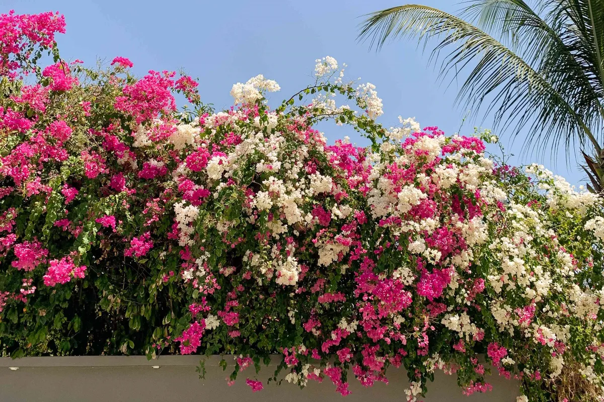 bougainvillea farbenfrohe mehrjährige pflanze weiße violette blüten