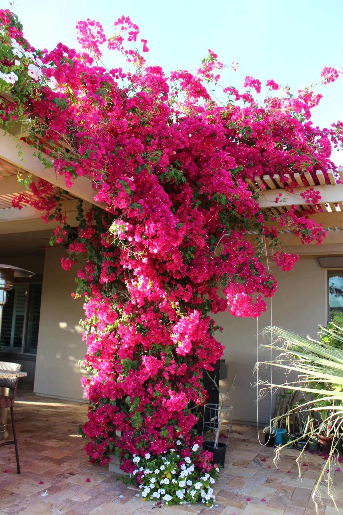 bougainvillea kletterpflanze im garten einpflanzen violettes blütenmeer