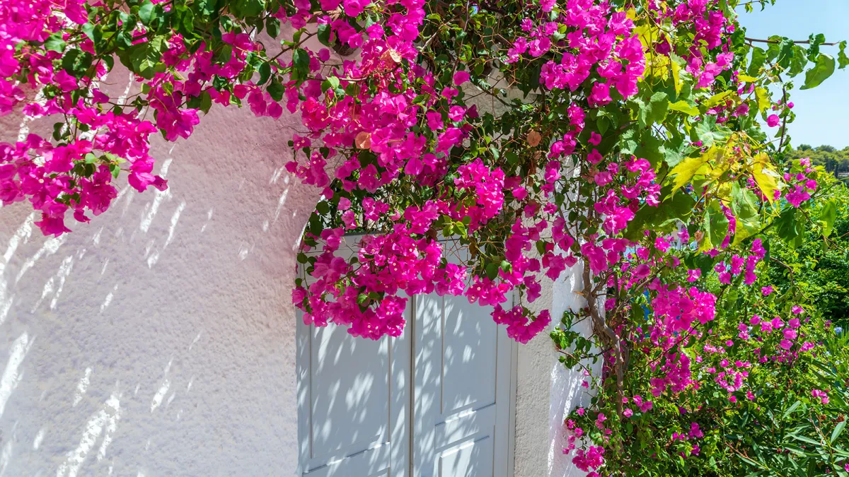 bougainvillea kletterpflanze viele blüten violette farbe