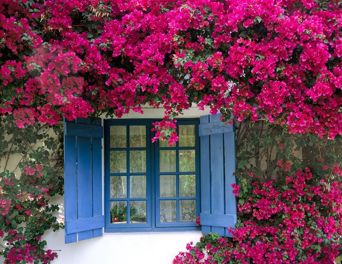 bougainvillea violette blüten kletterpflanze blauer fensterrahmen