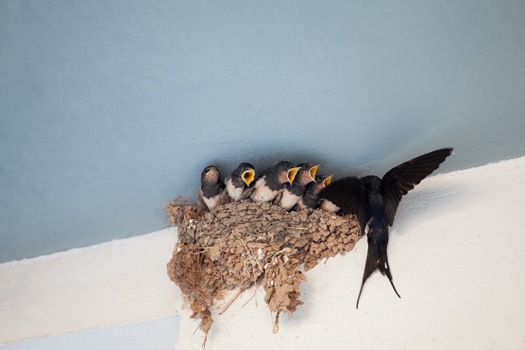 the swallow feeds the chicks in the nest
