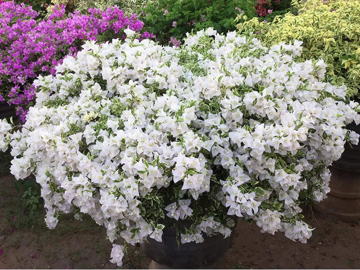 die bougainvillea blüht nicht gründe dafür weiße lilafarbene blüten