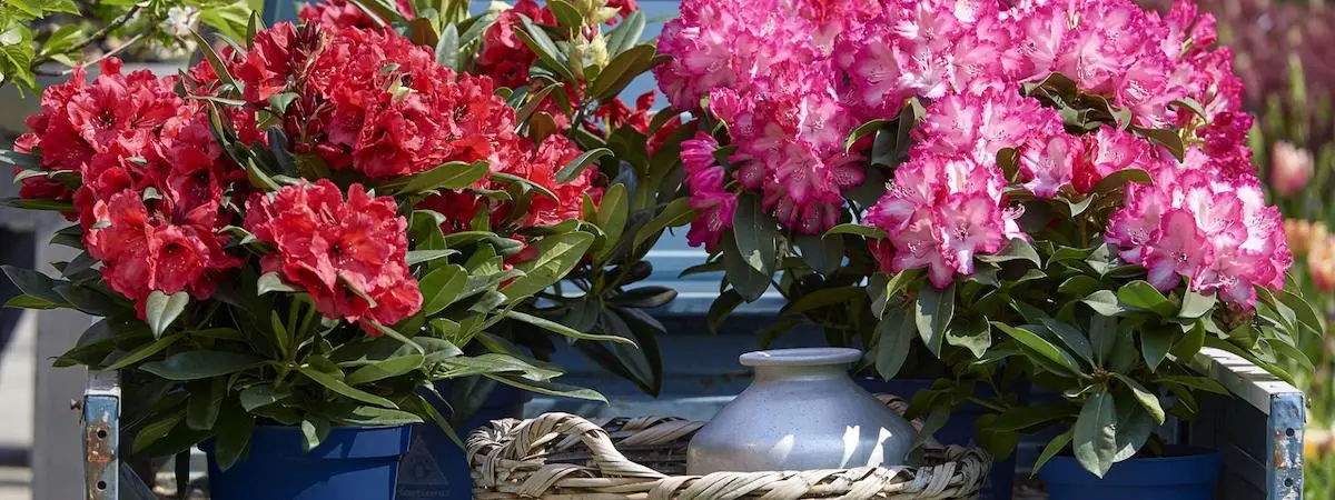 einfach gemacht rhododendron düngen hausmittel