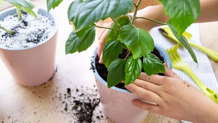 engerlinge im blumentopf bekaempfen