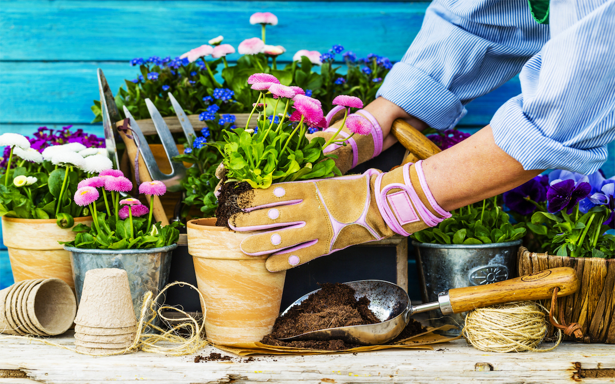 engerlinge im blumentopf bekaempfen top tipps