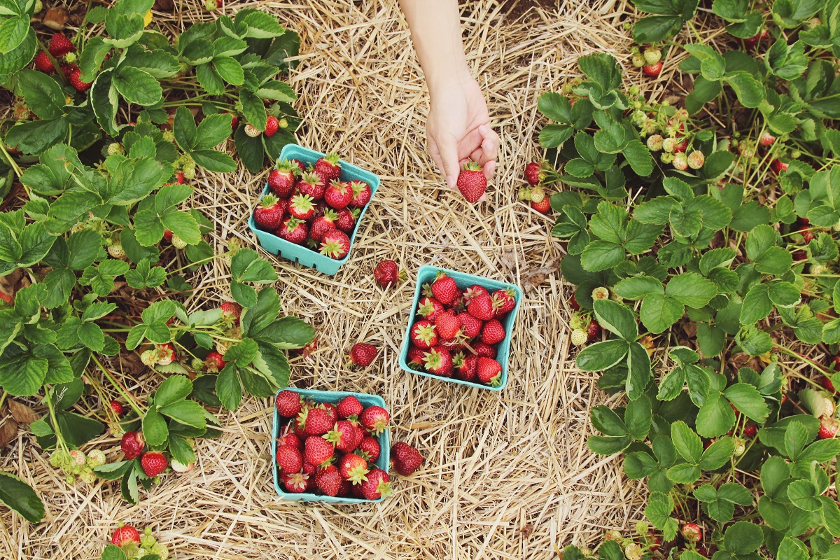 erdbeeren 2 mal ernten remontierende erdbeeren im garten