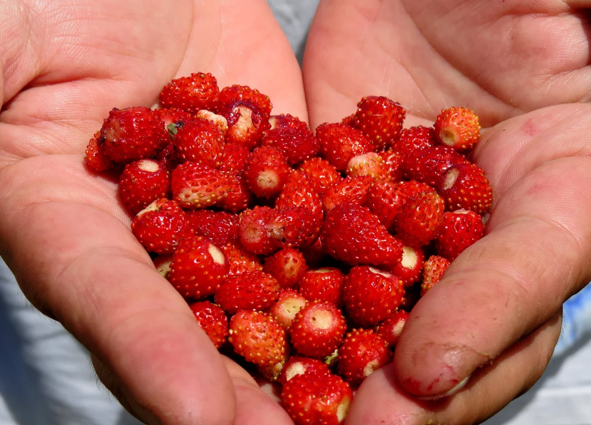 erdbeeren anbauen am boden kleine wilde erdbeeren