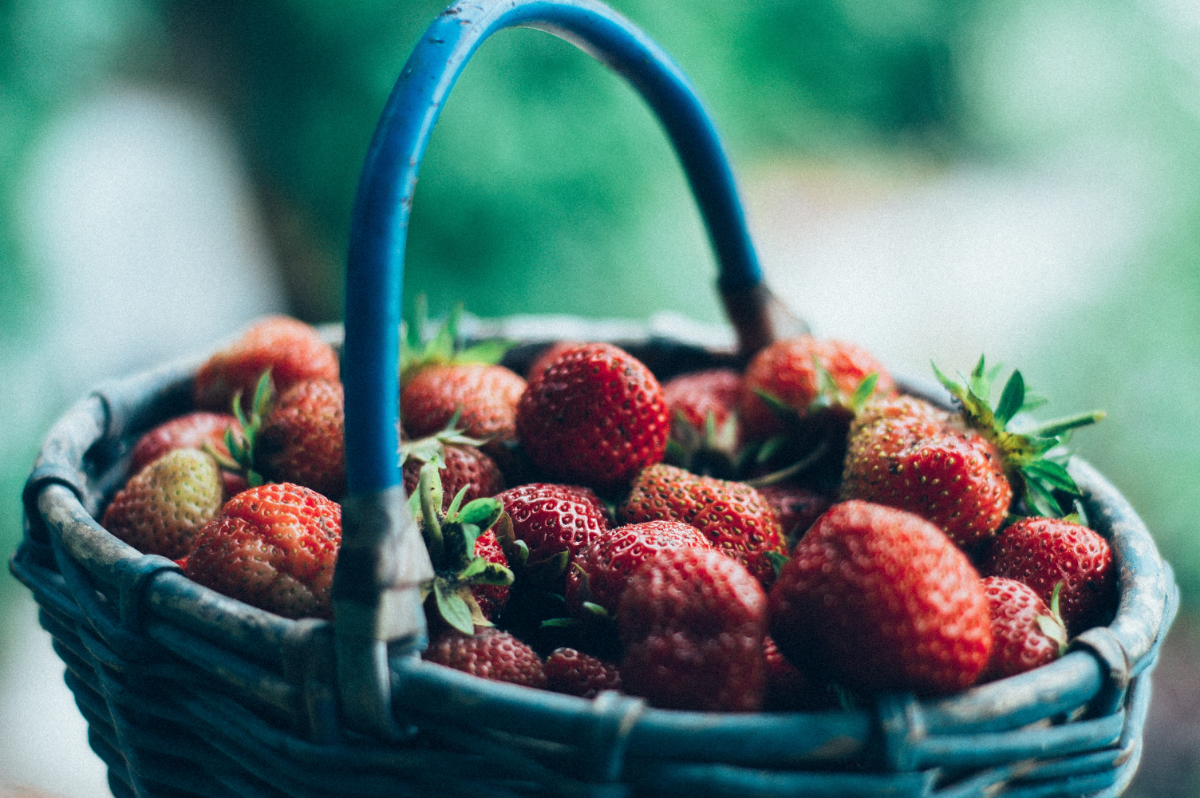 erdbeeren anbauen garten selbst pflegen