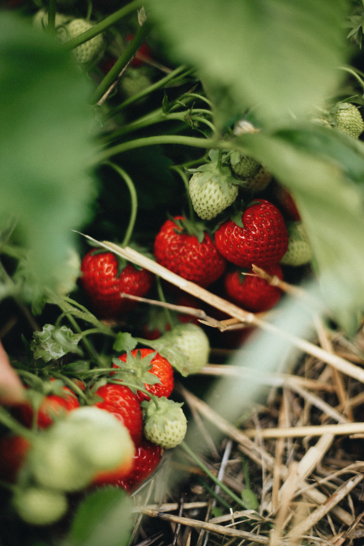 erdbeeren anbauen hochbeet wie viel jahre
