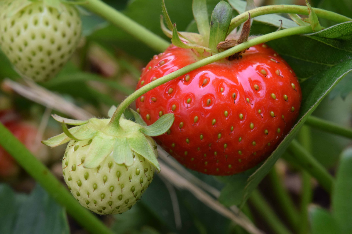 erdbeeren anbauen im topf sorten die gelingen