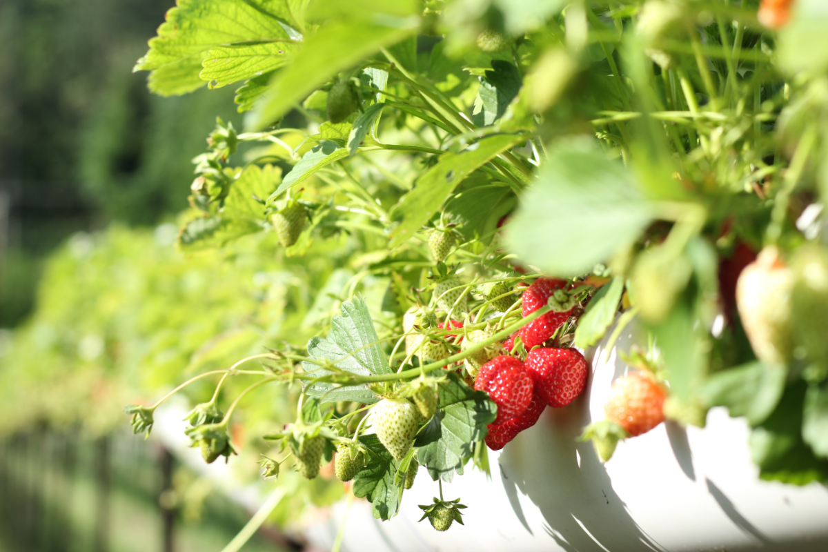 erdbeeren anbauen standort an sonnigem standort auf dem balkon