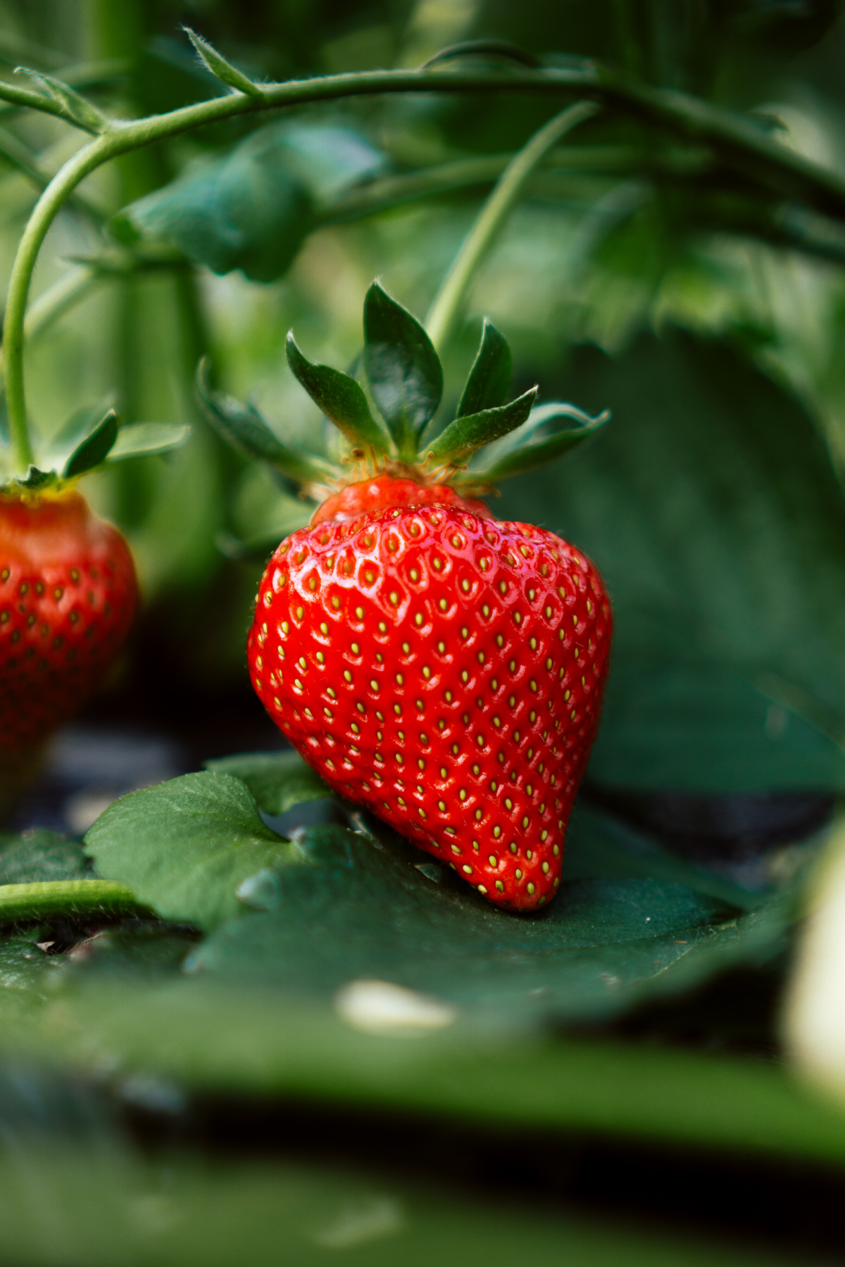 erdbeeren anbauen wann wichtige tipps dafuer