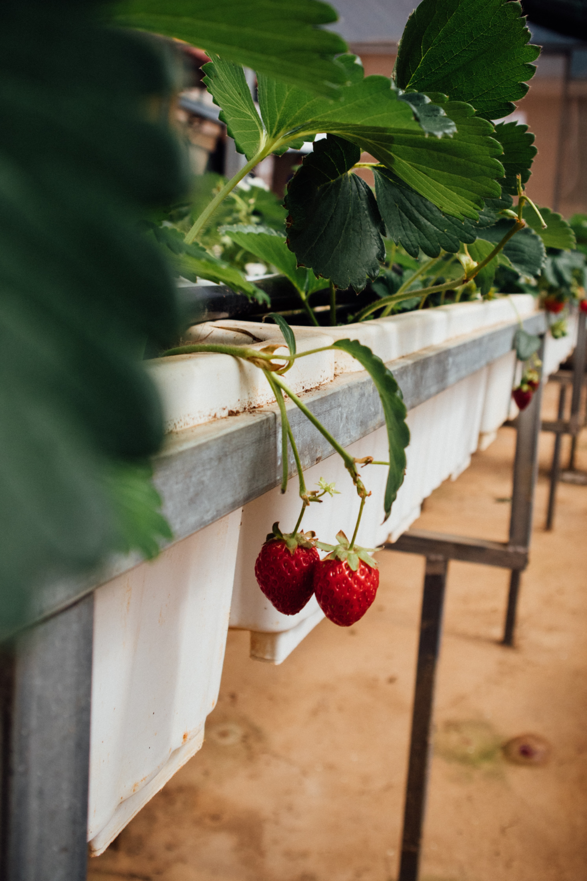 erdbeeren richtig anbauen im kuebel oder topf so geht es