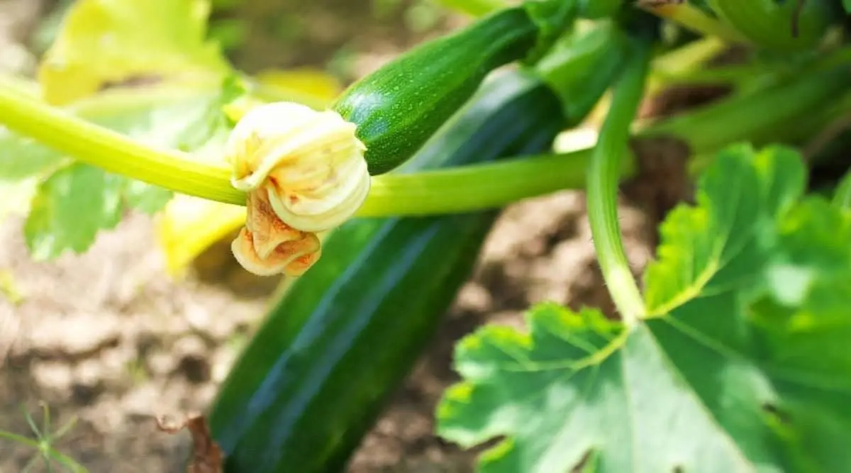 erfahren sie mehr ueber fehler beim zucchini anbau