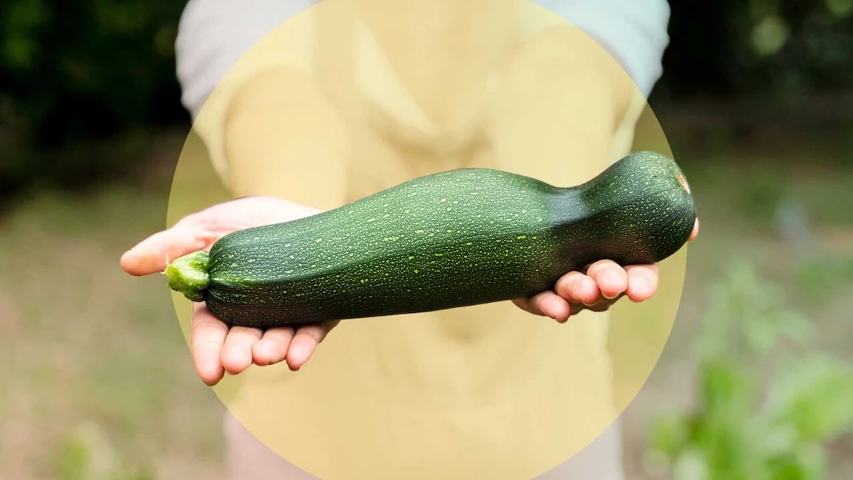 erfahren sie tipps fuer eine gigantische zucchiniernte