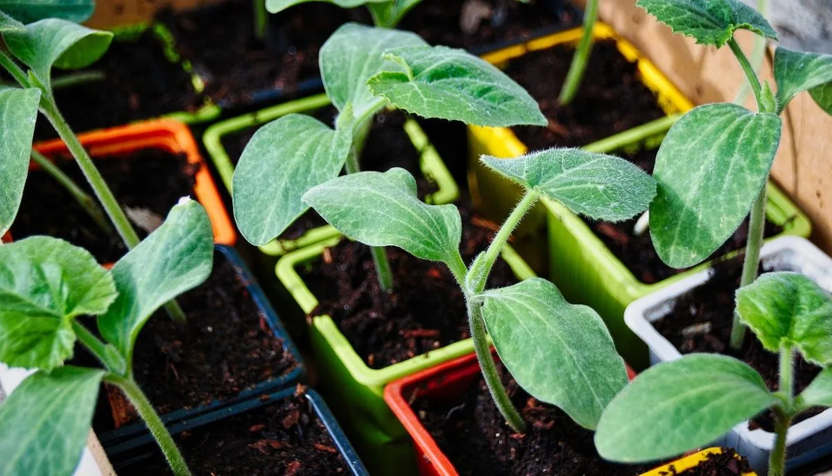 erfahren sie wann zucchini pflanzen in 2023