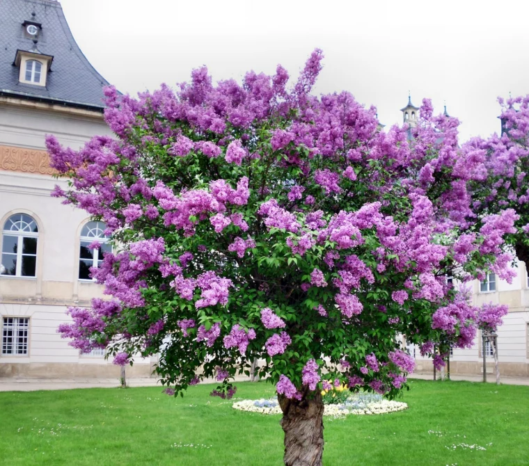 flieder wächst aber blueht nicht braum fliederbaum garten