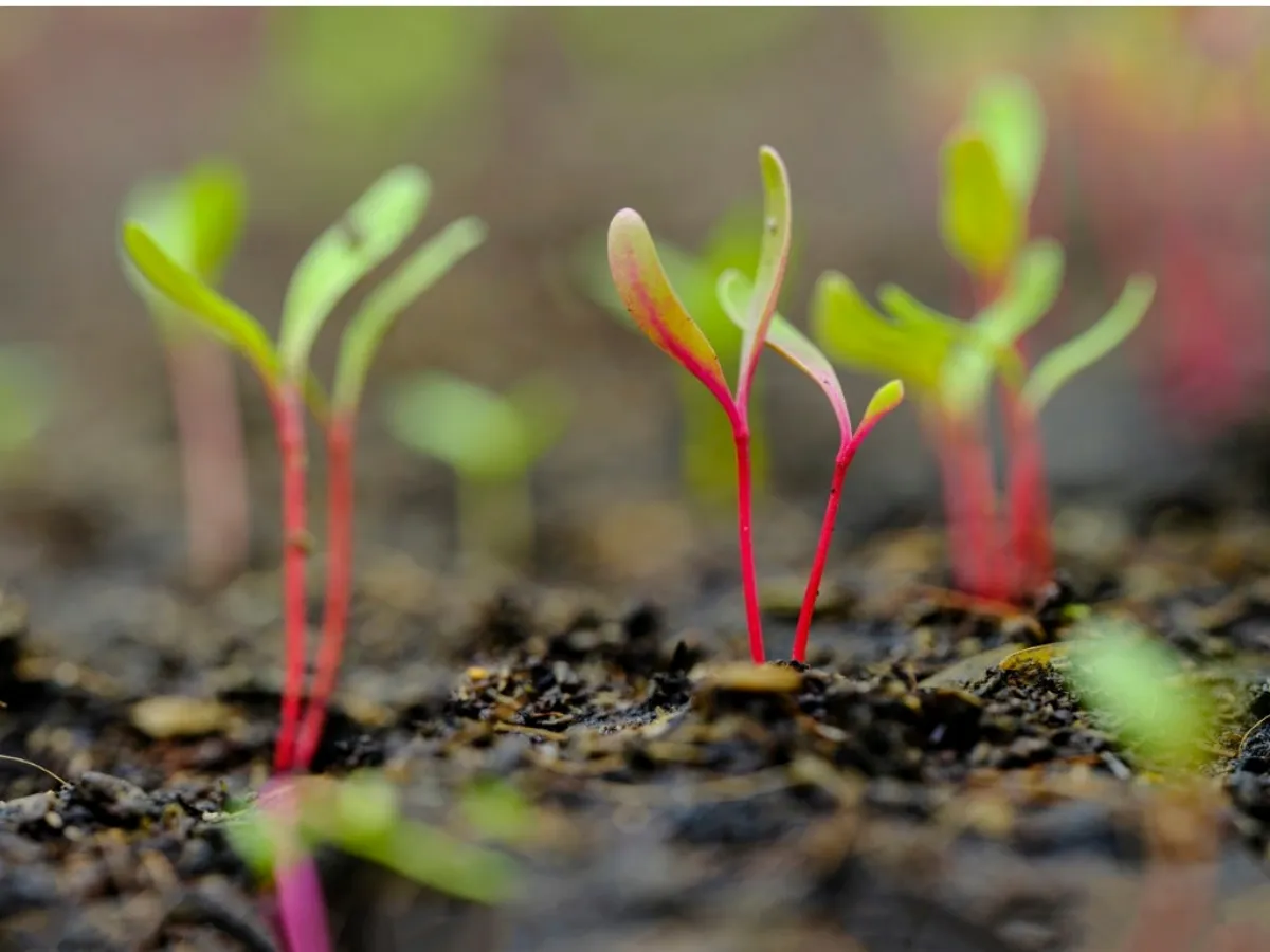 gärtnern ohne umgraben produktive gartenarbeit gesunde pflanzen