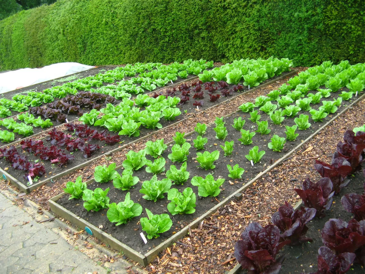 gärtnern ohne umgraben salat säen und pflegen