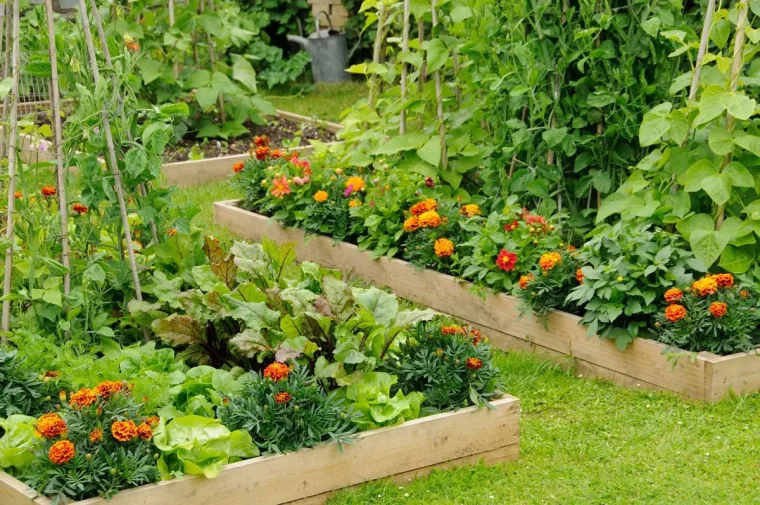 gartenbeete bepflanzen gemüse und blumen kombinieren