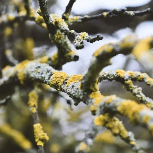 gelbe flechte am baum aeste obstbaum