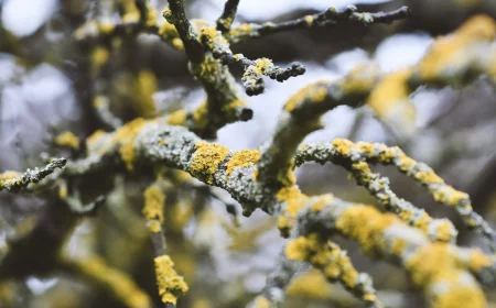 gelbe flechte am baum aeste obstbaum