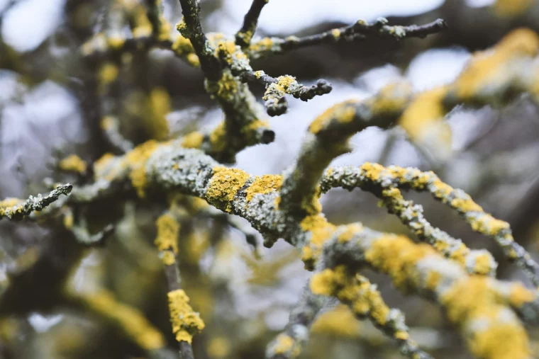 gelbe flechte am baum aeste obstbaum