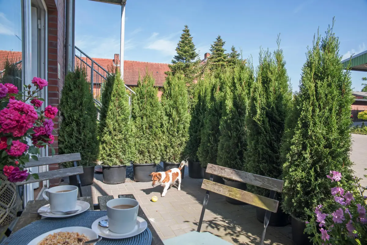 gemuetlich terrasse gestalten thuja zum sichtschutz terrasse